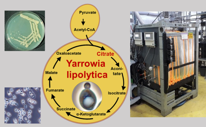 WG Integrated bioprocesses